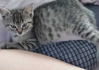 -vermittelt- Maya (*geb.08/22) – zärtliche Schmusekatze sucht ihr Zuhause