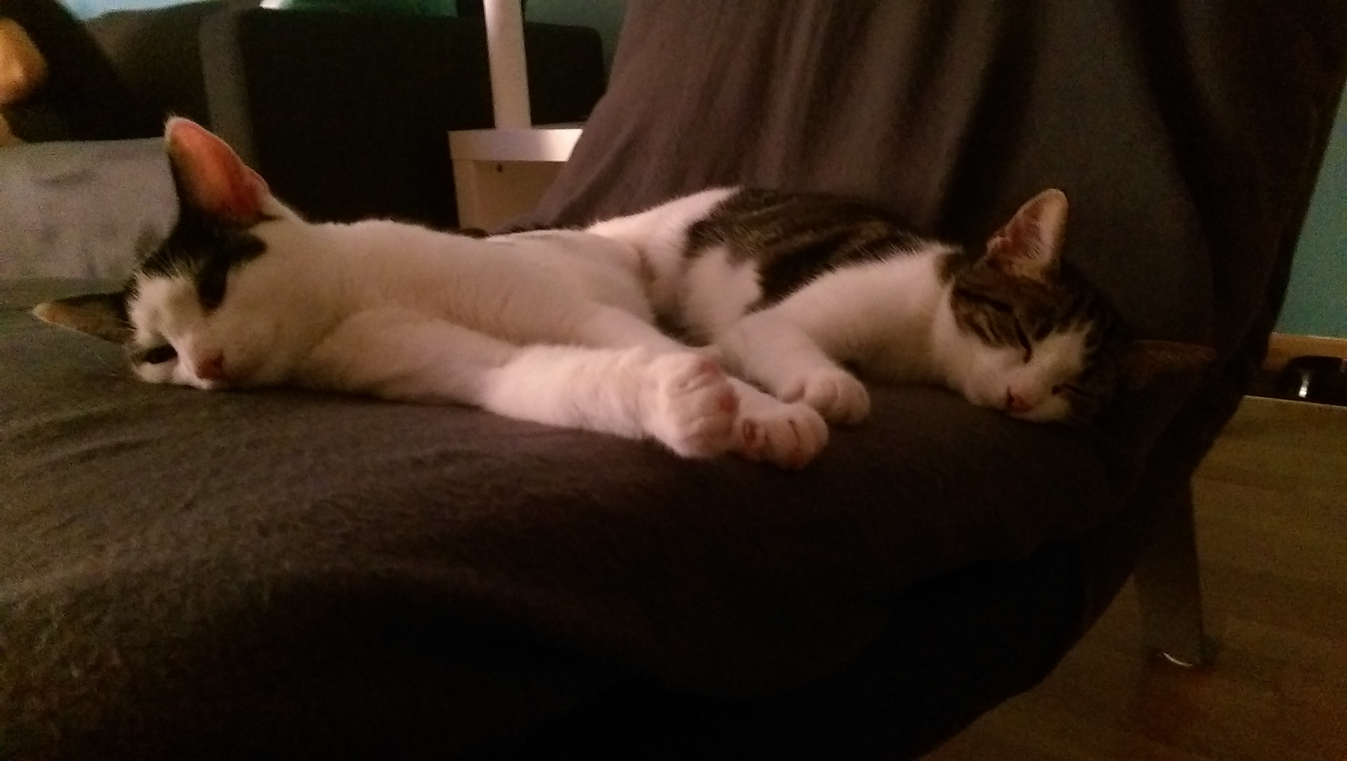 Maya und Franzi, jetzt Leia und Holly