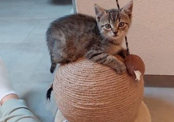 Kleine Maya auf Pflegestelle gezogen