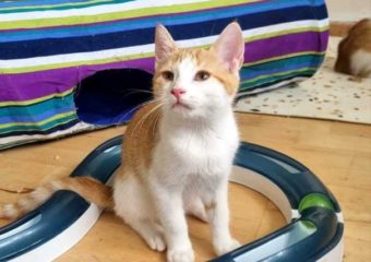 -vermittelt- Zwei Kriegerprinzessinnen suchen ihr Königreich- Mulan und Merida (*geb.04/23)