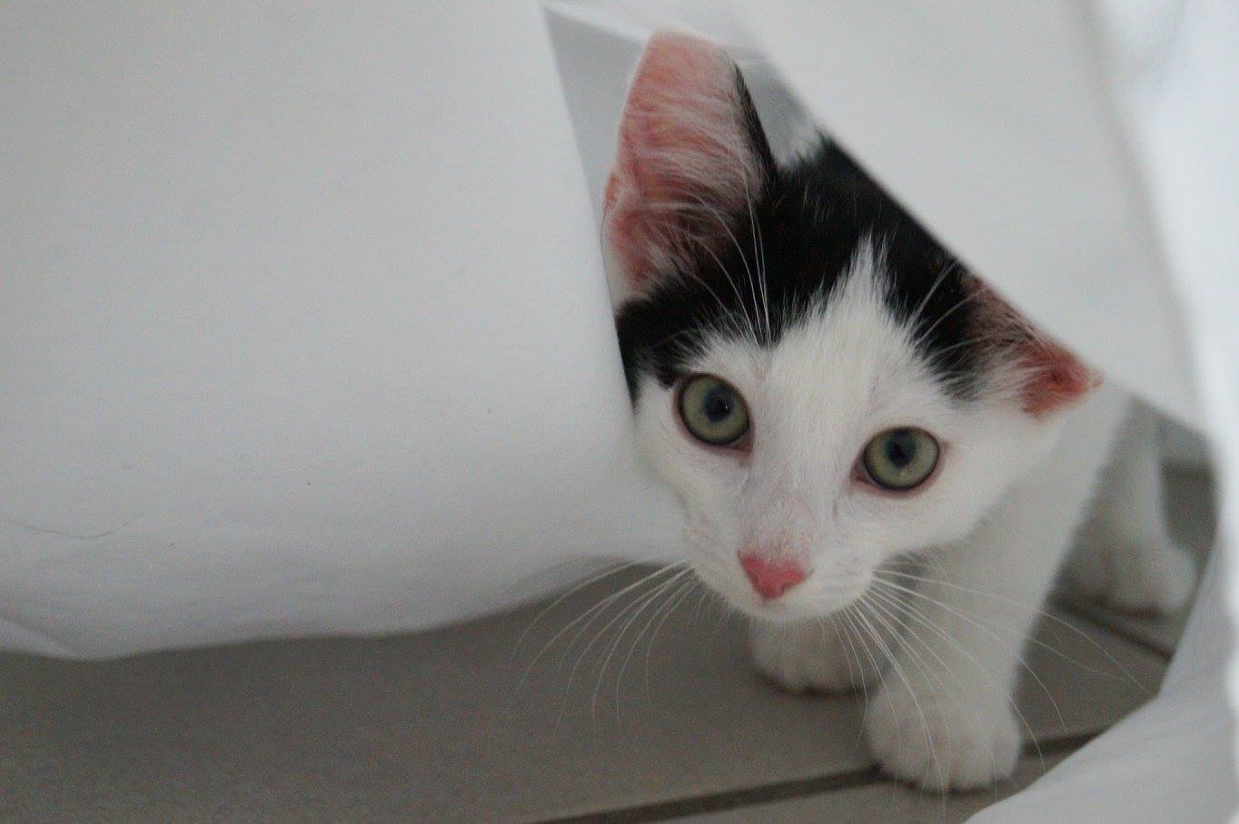 -vermittelt- Mila und Shiva (geb.04/15) – Zuckersüßes Schwesternpaar sucht Zuhause auf Lebenszeit