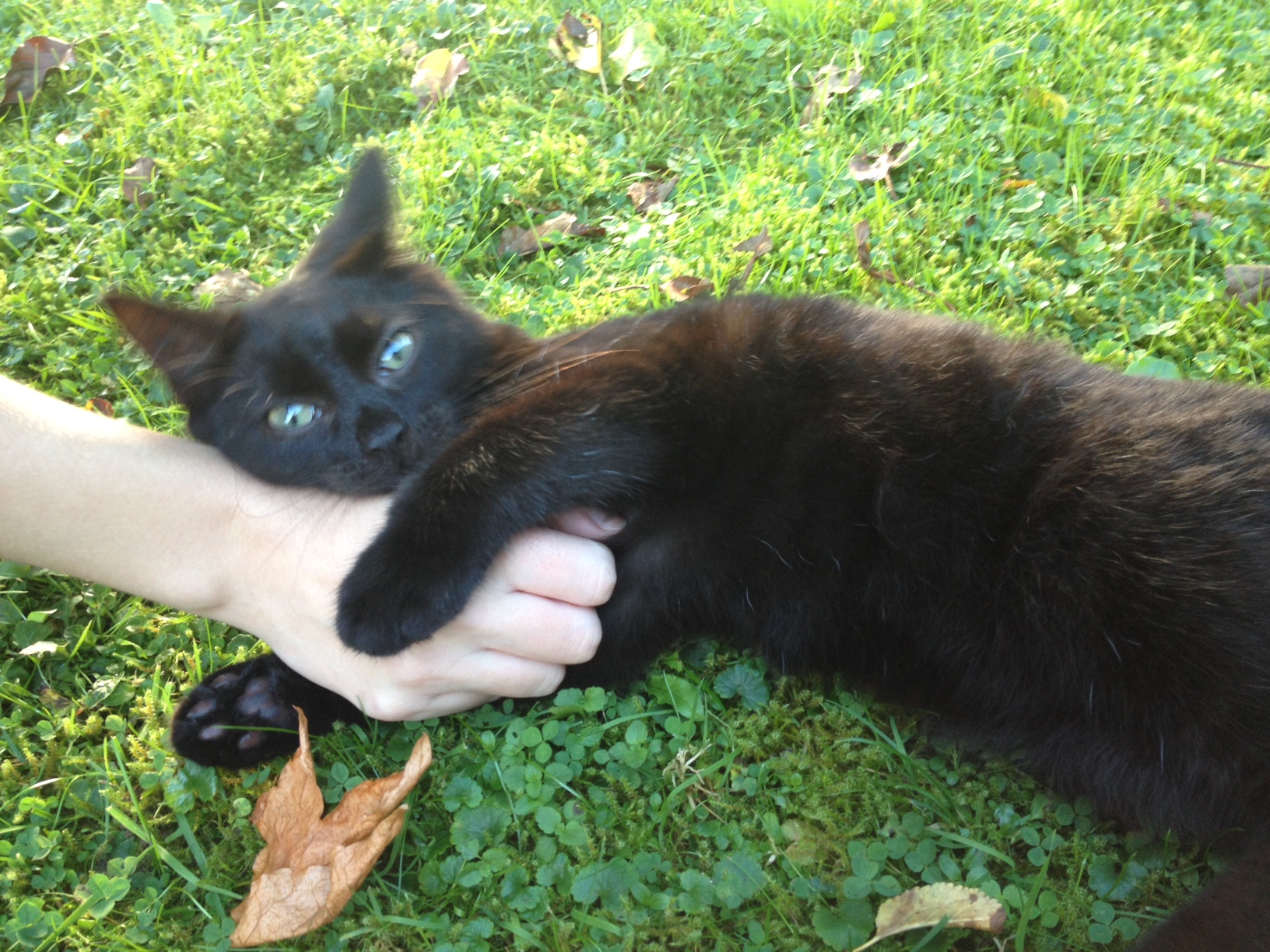 -vermittelt- Milow (geb 04/2014) frecher Rabauke sucht actionreiches Zuhause