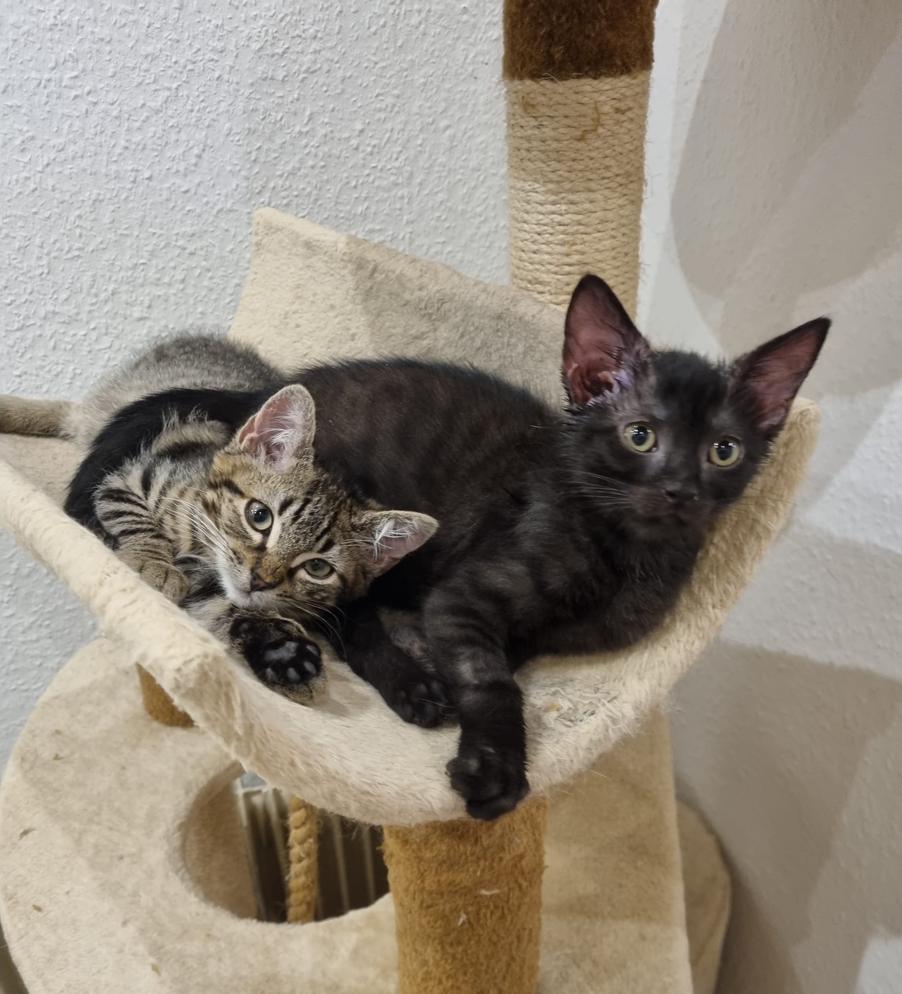 -vermittelt- Dreamteam 06/2021 sucht ein Für-immer-Zuhause!