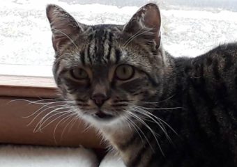 -vermittelt- Milo (*geb. 01/2021) anhängliches Katerchen sucht seine Menschen