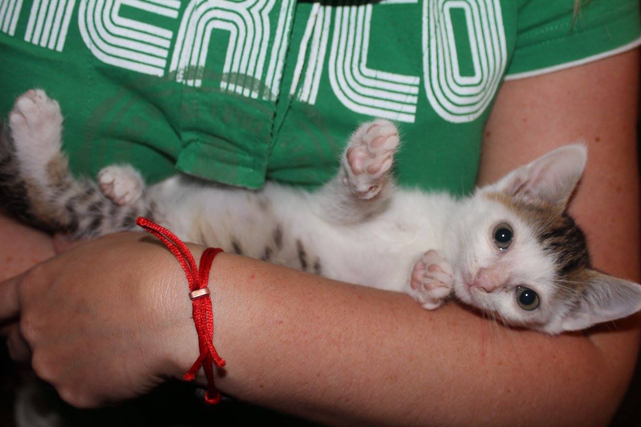 -vermittelt- Minny (geb. 05/17) – Herzenskatze sucht Kuschelzuhause