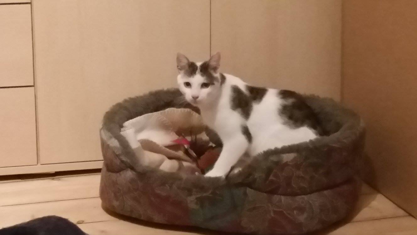 -vermittelt- Mogli – verschmustes Katerchen sucht (03/15)