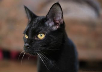 -vermittelt- Knutschkugel Momo (*geb. 05/22) kleiner Kater sucht Zuhause