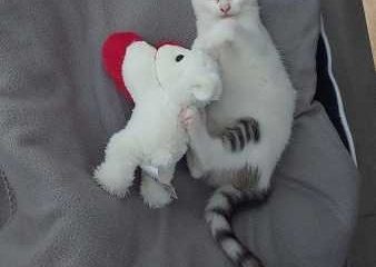 -vermittelt- Monte, m, (geb. 07/22) kinderfreundlicher Schmusekater