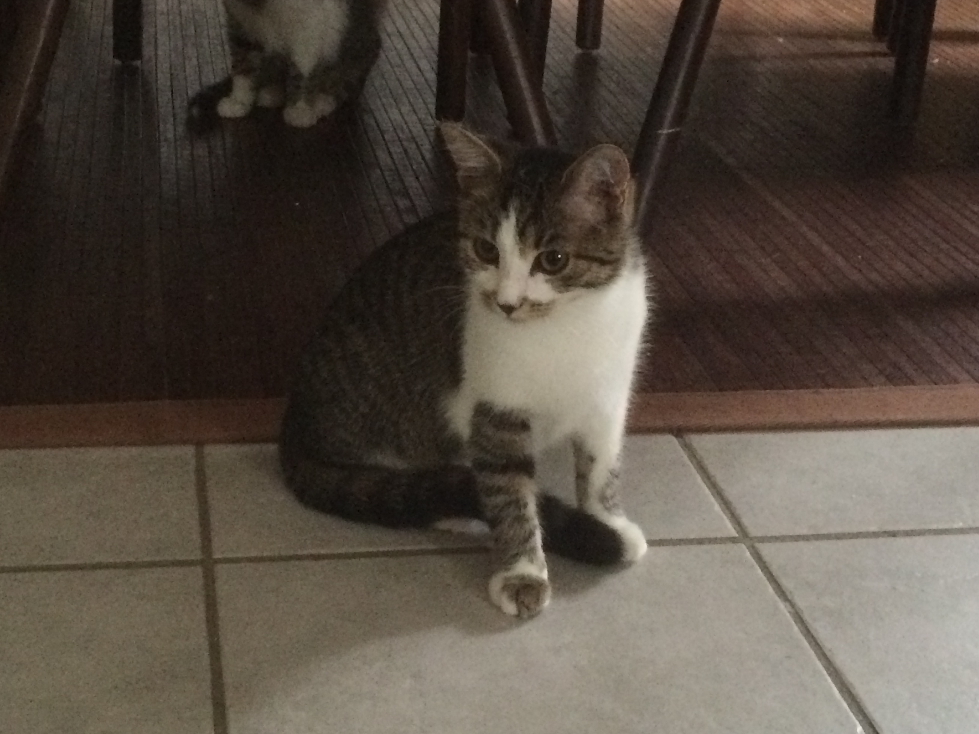 -vermittelt- nussbraune Augen: hundeverträgliche Morell (geb. 05/15)