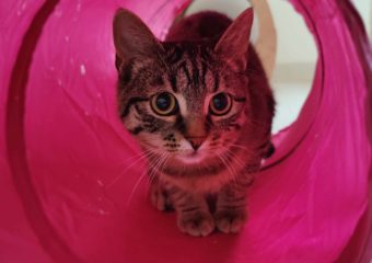 -vermittelt- Morena (07/23) – Schönheit mit den großen Augen