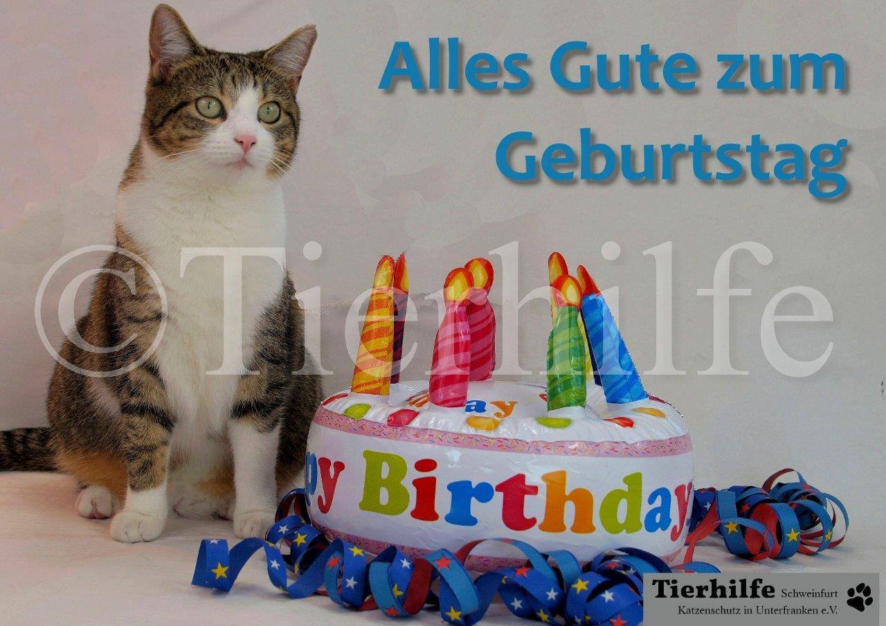 Neue Postkarten-Motive mit unseren Not-Fellchen und für unsere Not-Fellchen