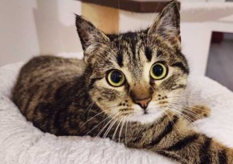 -vermittelt- Nala (geb*09/2022) kleine Fee sucht Zuhause