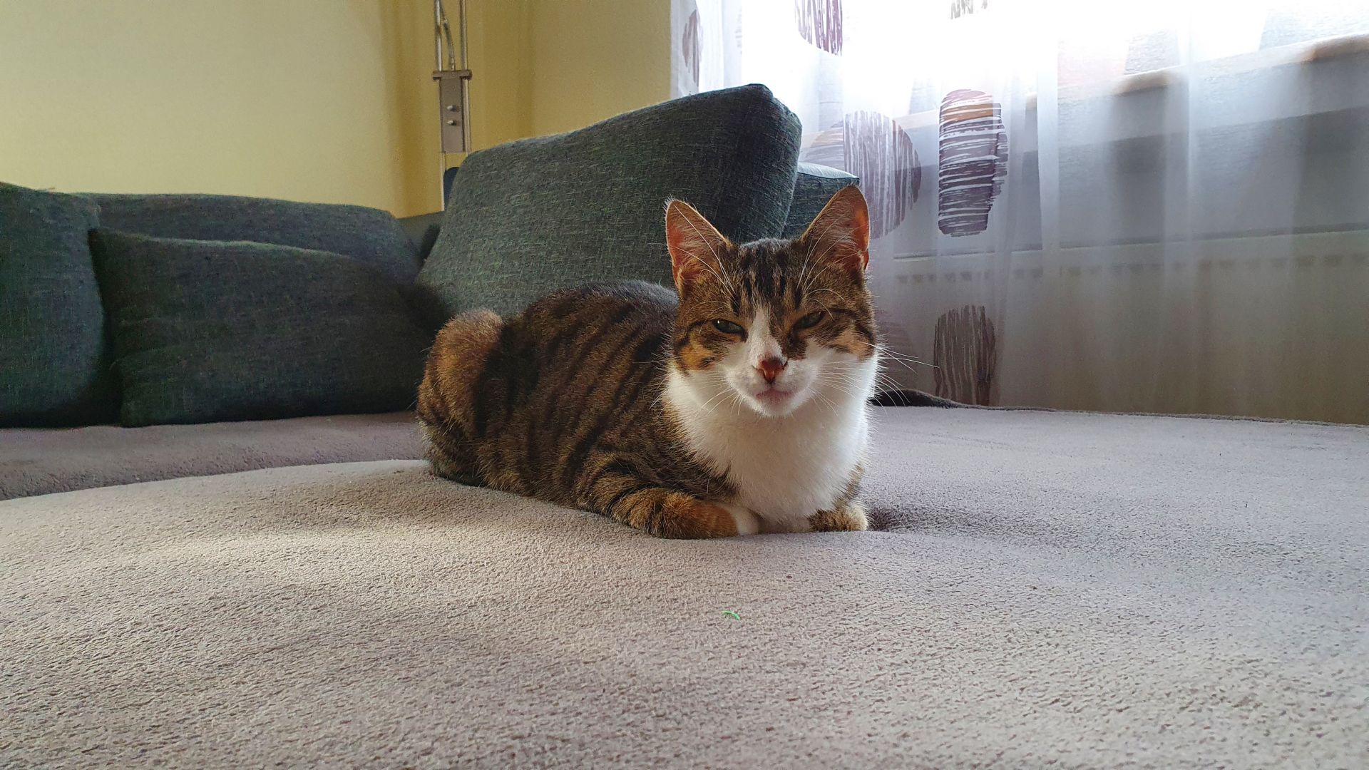 Nala wird in 97509 Oberspiesheim vermisst