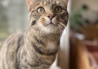 Nelia und Romi (geb. 04/2023) – kleine Tigerdamen auf Reviersuche