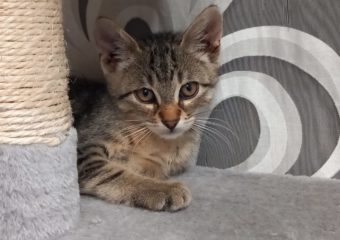 -vermittelt- Nilas (geb*05/23), sucht die Liebe seines Lebens