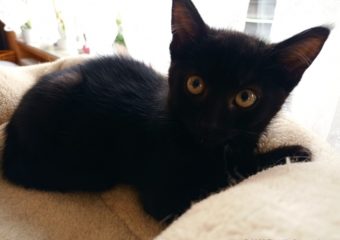 -vermittelt- Noah geb. 10.05.22, sensible Schönheit sucht sein Glück