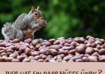Nussspenden gesucht