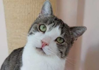 -vermittelt-Oliver und Dream (geboren 2022) – hübsches Katerduo sucht Zuhause