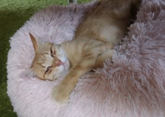 -vermittelt- O’Malley (geb. 06/21) Schmusekater sucht „forever home“