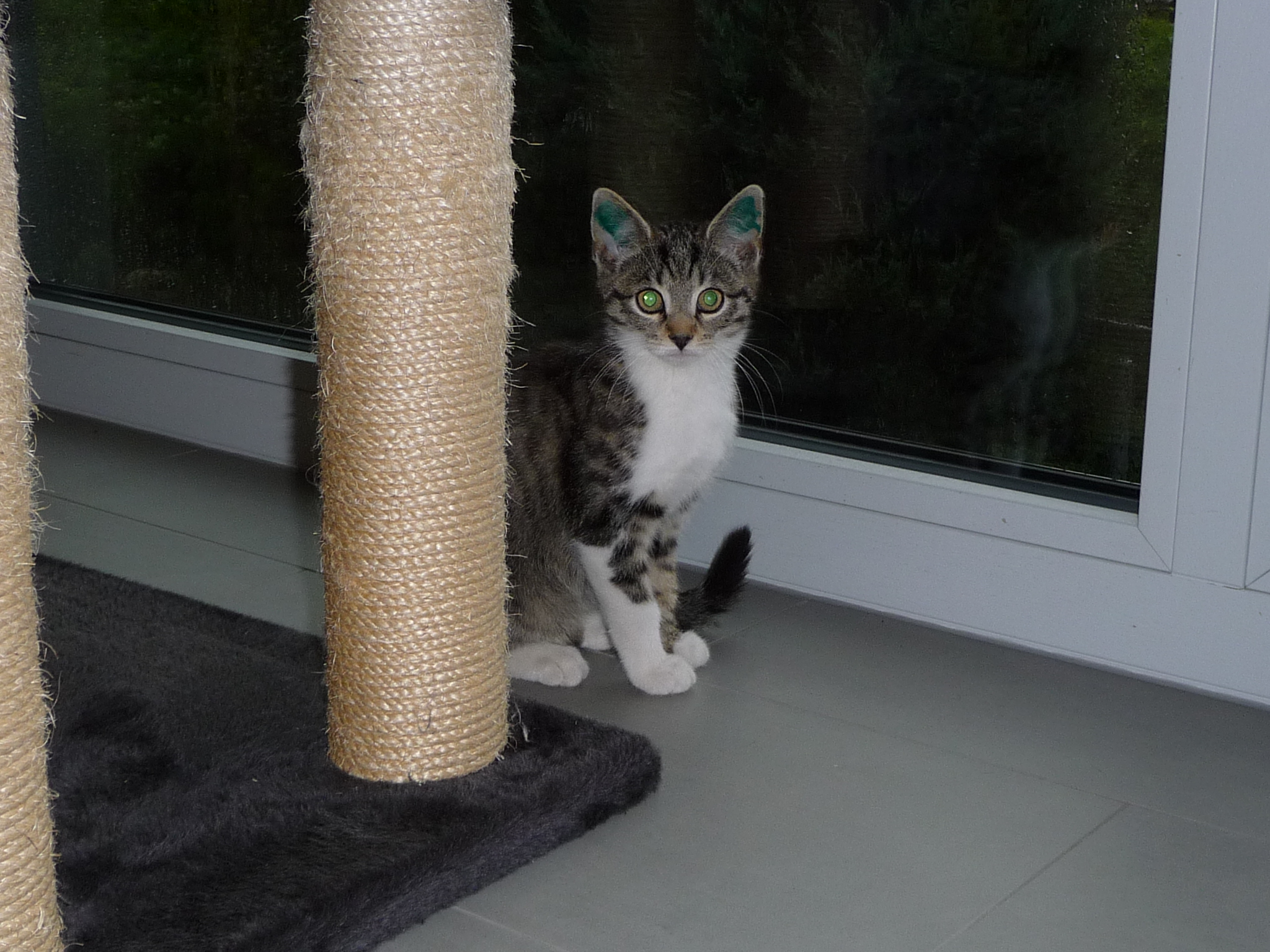 -vermittelt- Moo (06/15) – coole Socke sucht Zuhause