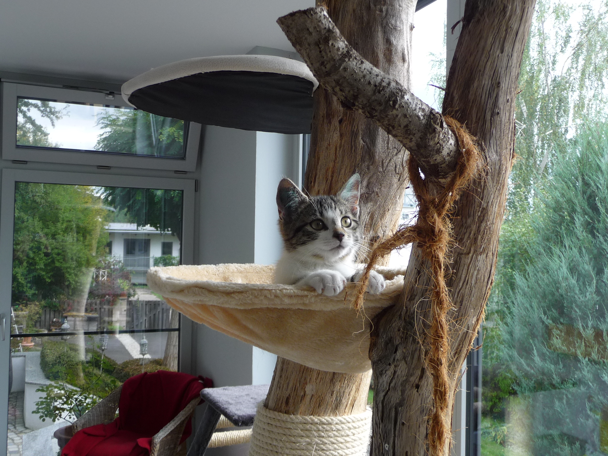 -vermittelt- Siggi (06/15) – sozialer Kater sucht Zuhause