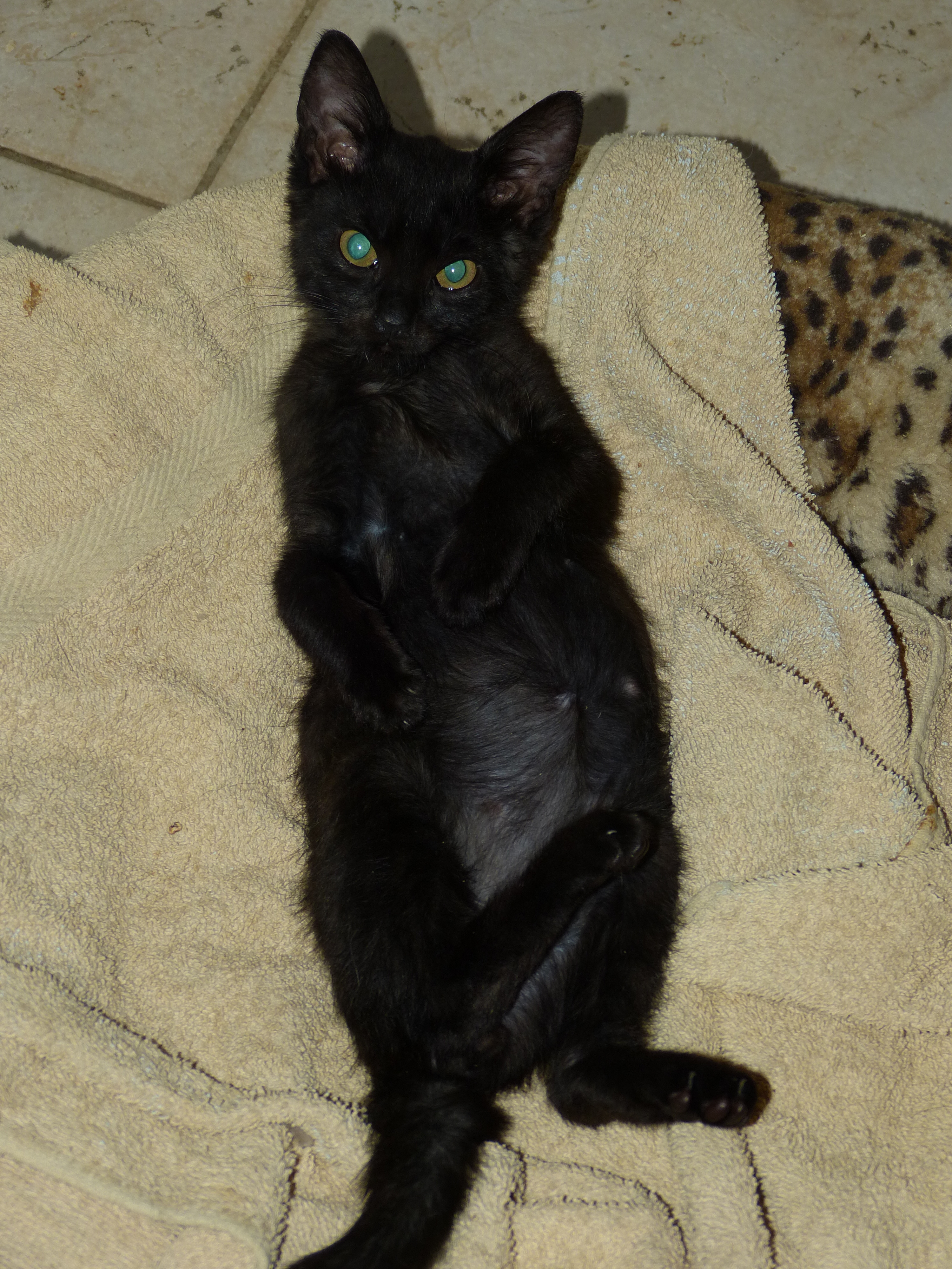 -vermittelt- hundeverträgliches Sonnenscheinchen Maggie und Emil (geb. 06/14) – blind, na und? *reserviert*