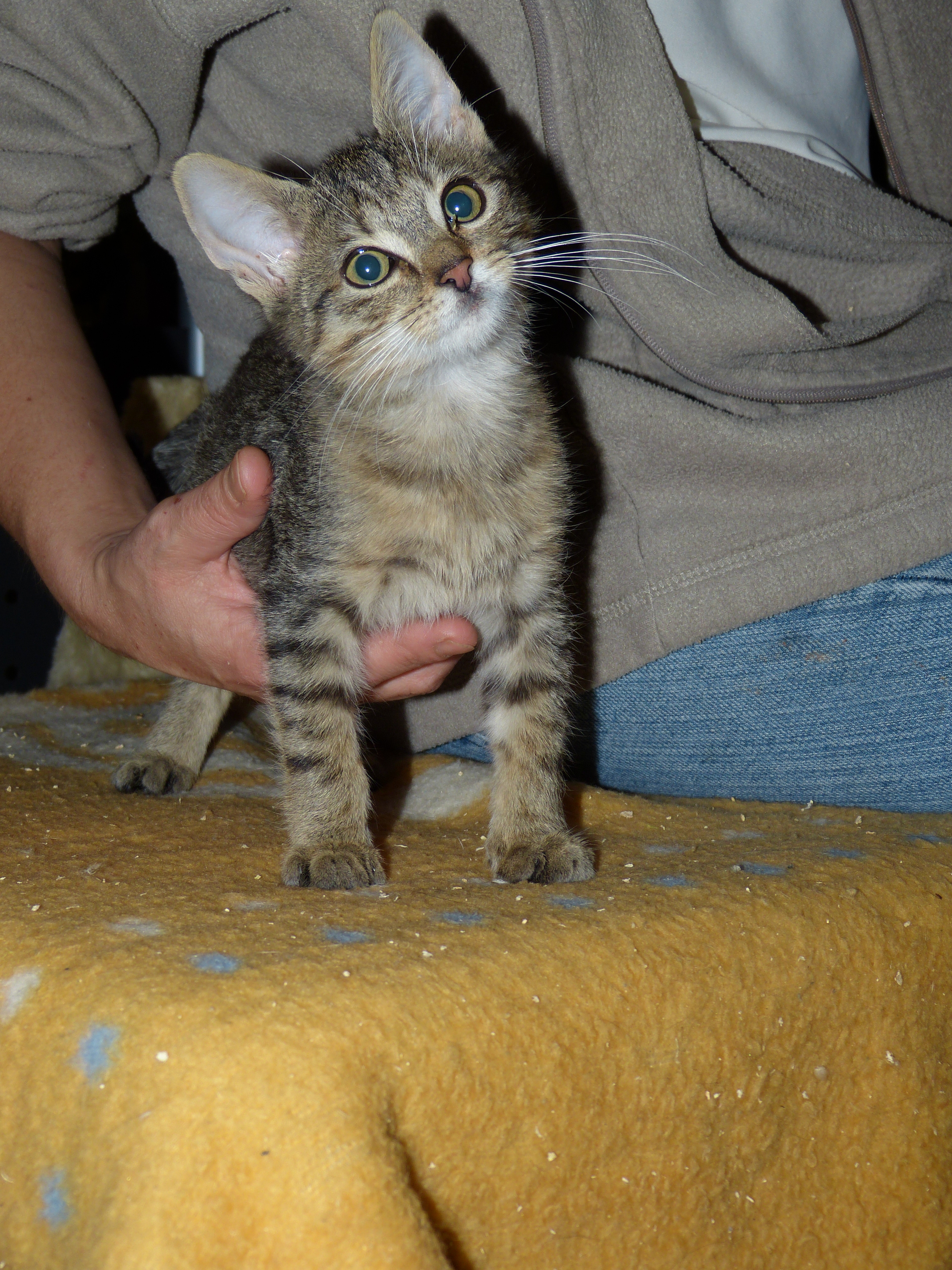 -vermittelt- hundeverträglicher Robin (geb. 07/14) – kleiner aufgeweckter Katerjunge sucht Familie