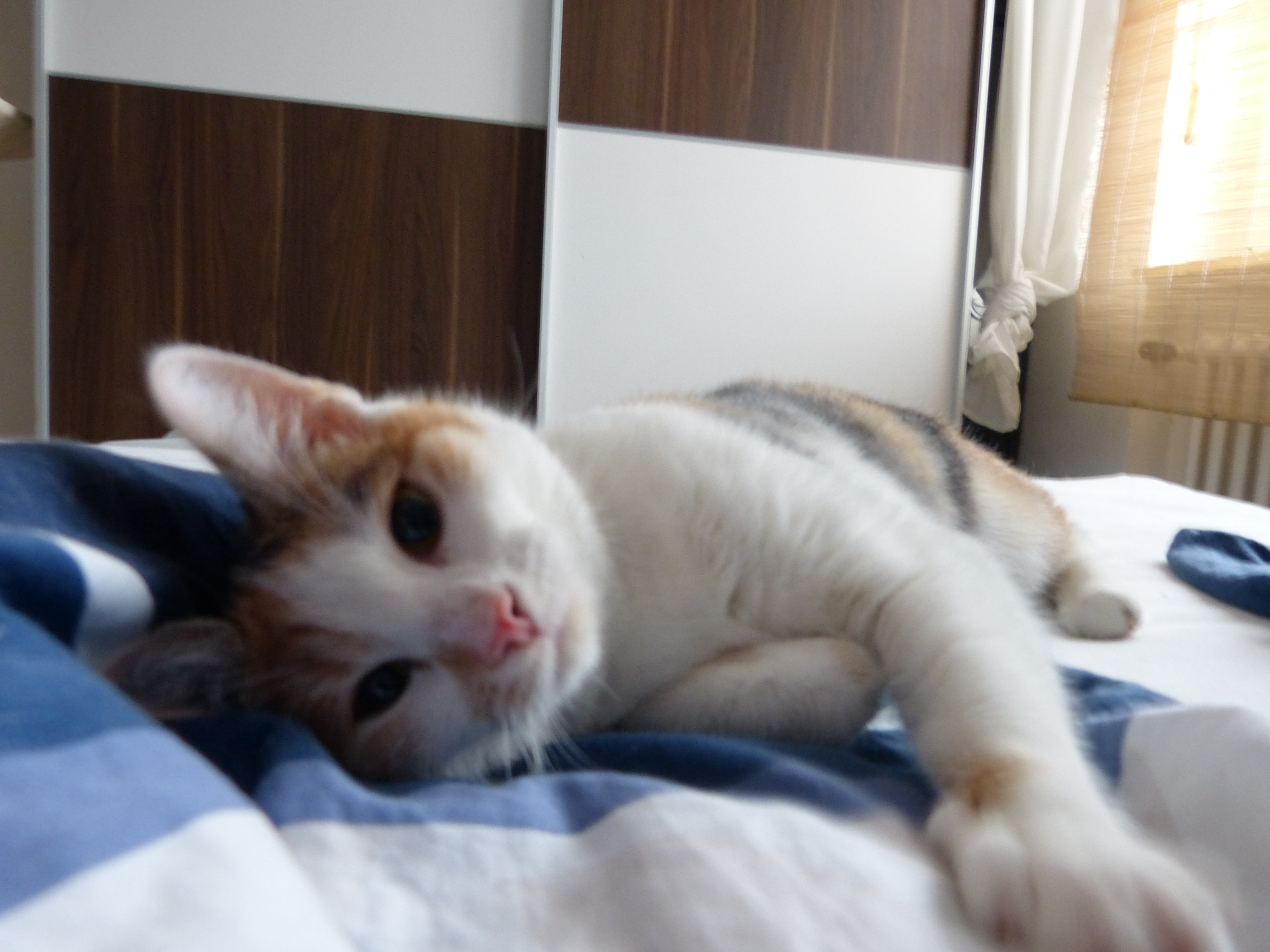 -vermittelt- Kate (geb. 05/14) – zauberhafte Schmusekatze sucht Zuhause auf Lebenszeit