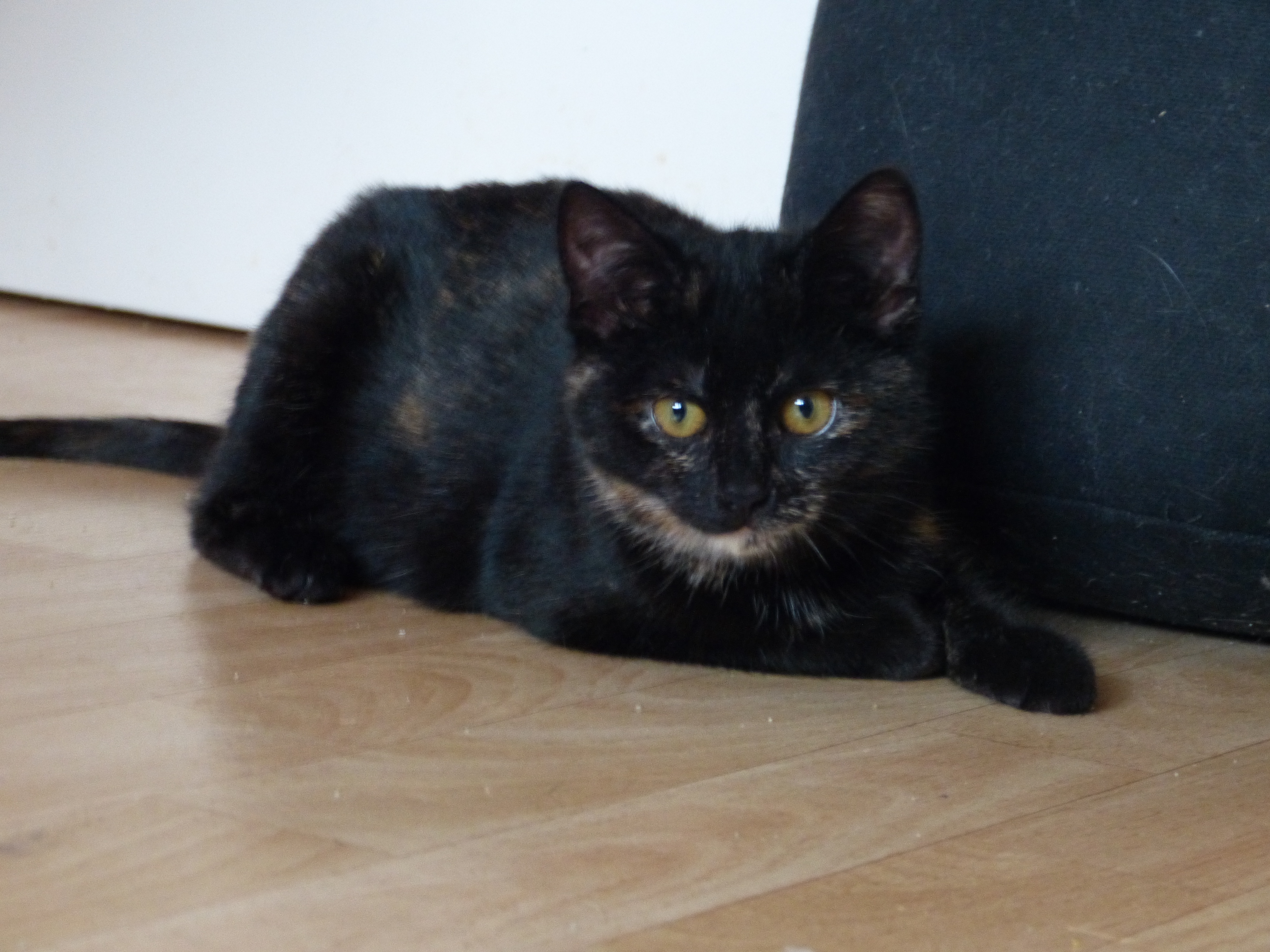 -vermittelt- Sala (geb. 10/14) – kleines schildpattfarbene Katzenmädchen