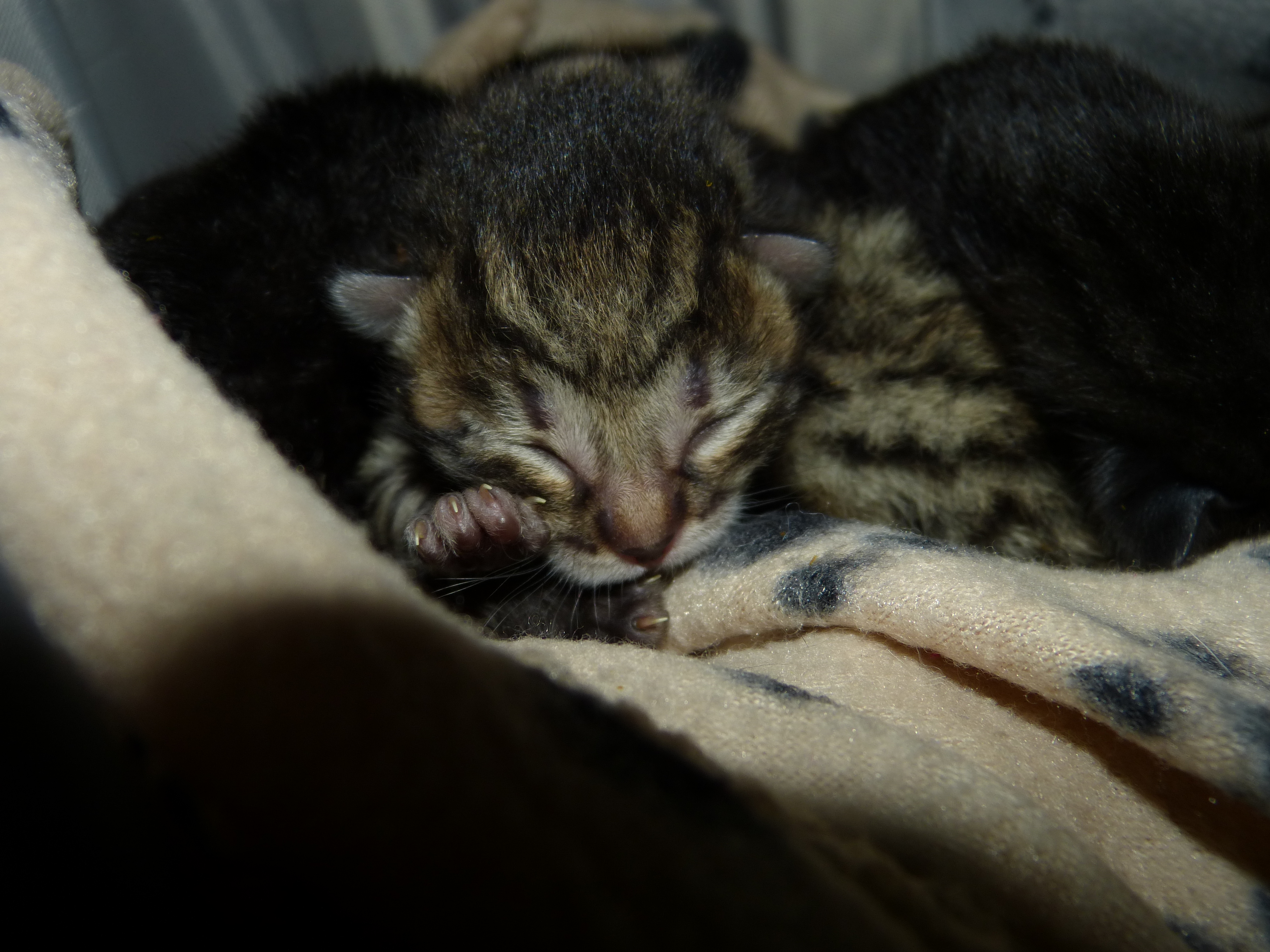 6 weitere Flaschenkätzchen