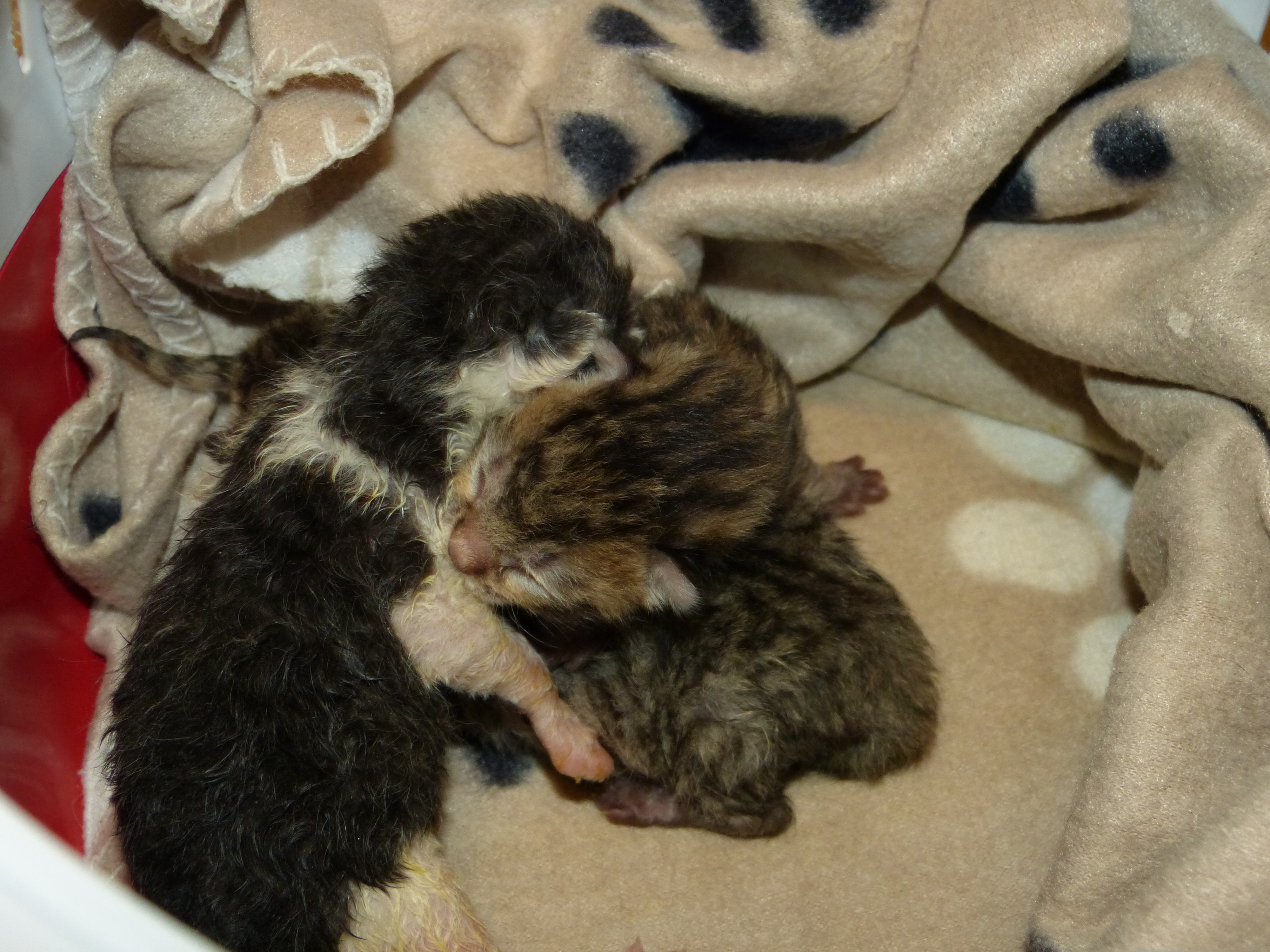 … und die nächsten 3 „Flaschenkätzchen“ :(