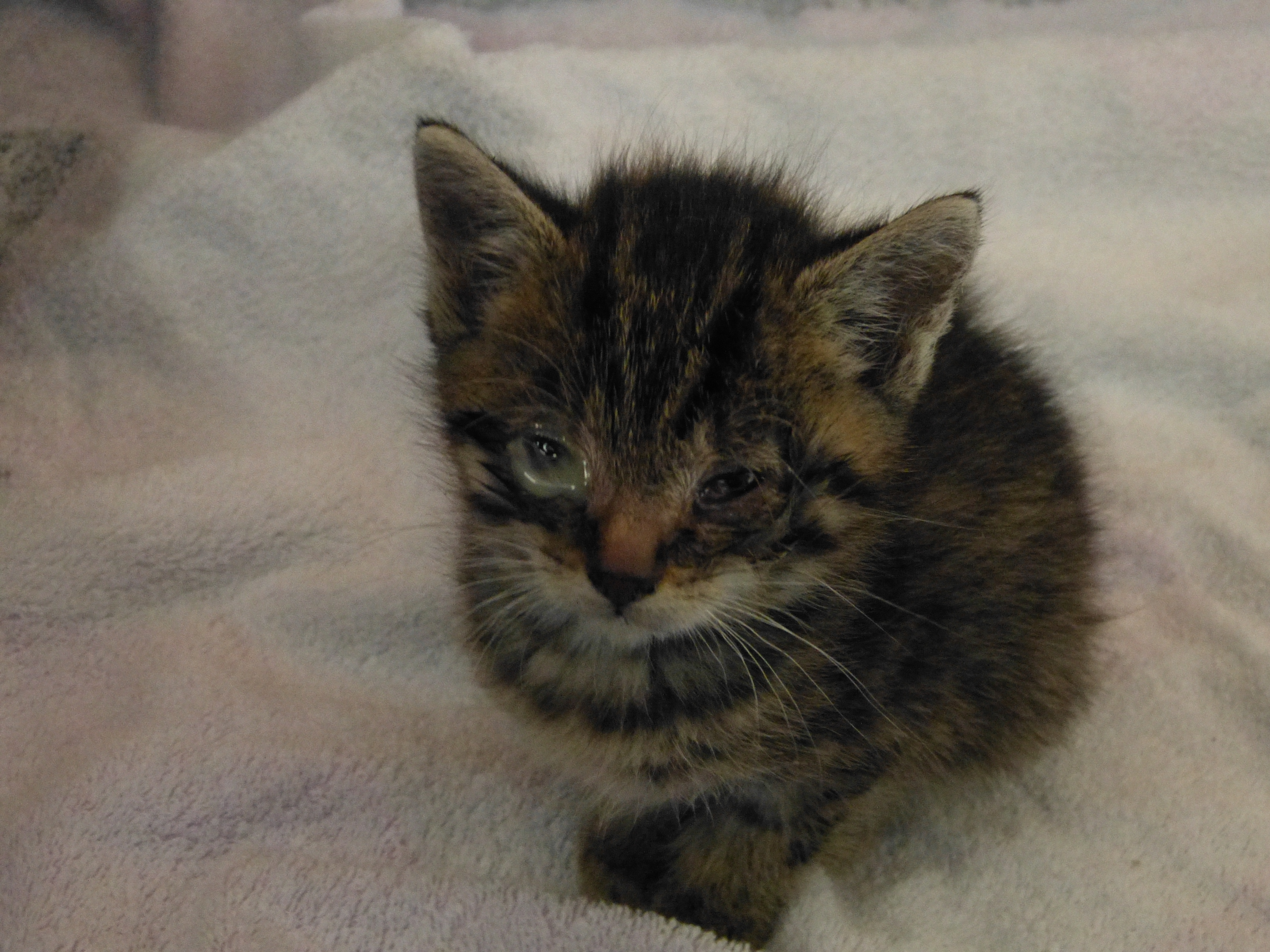 Die jährliche „Katzenbabyschwemme“ hat begonnen…