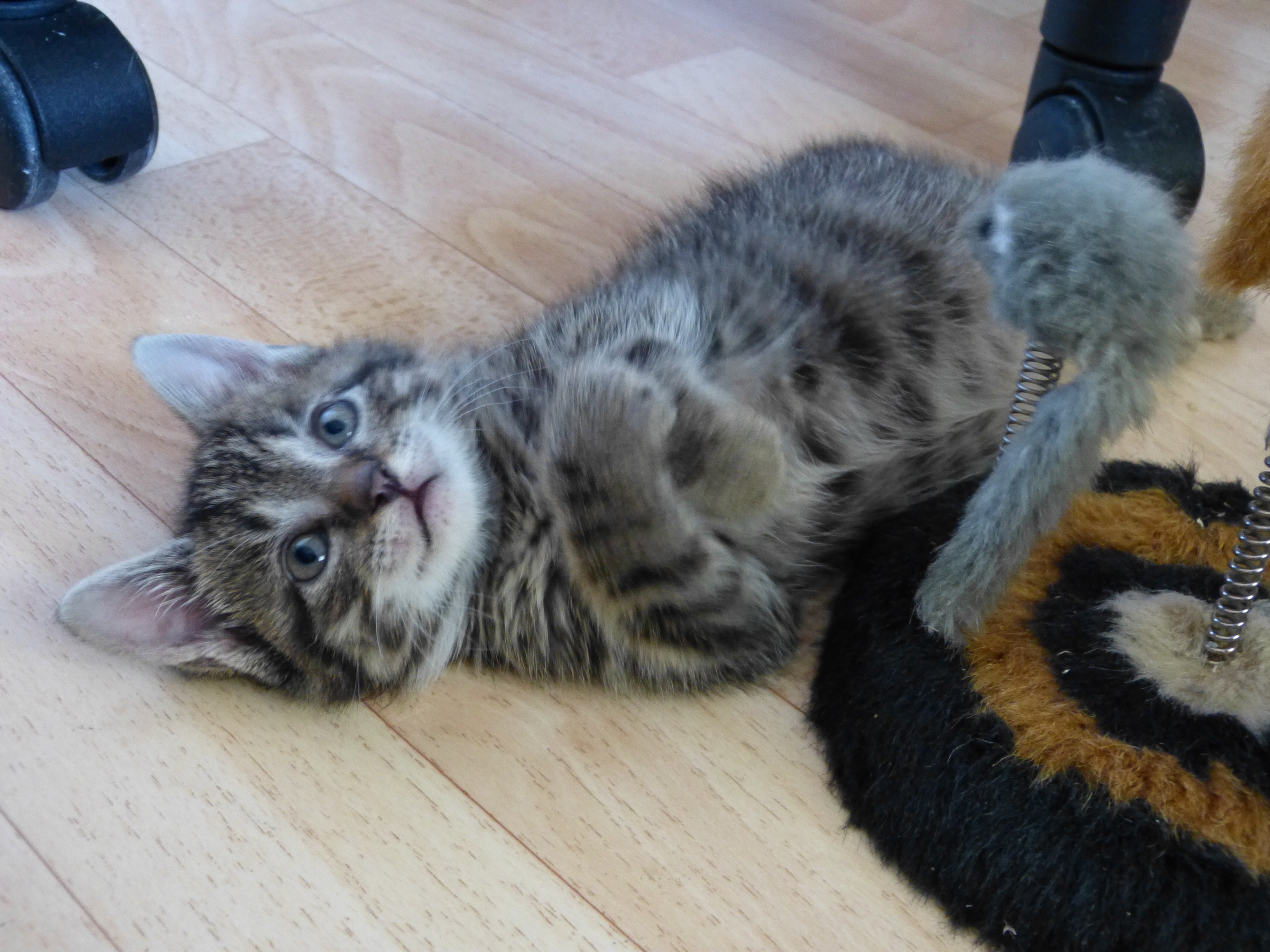 -vermittelt- Emma & Pumbaa (geb. 03/15) – traumhafte Tigerkatzenkinder