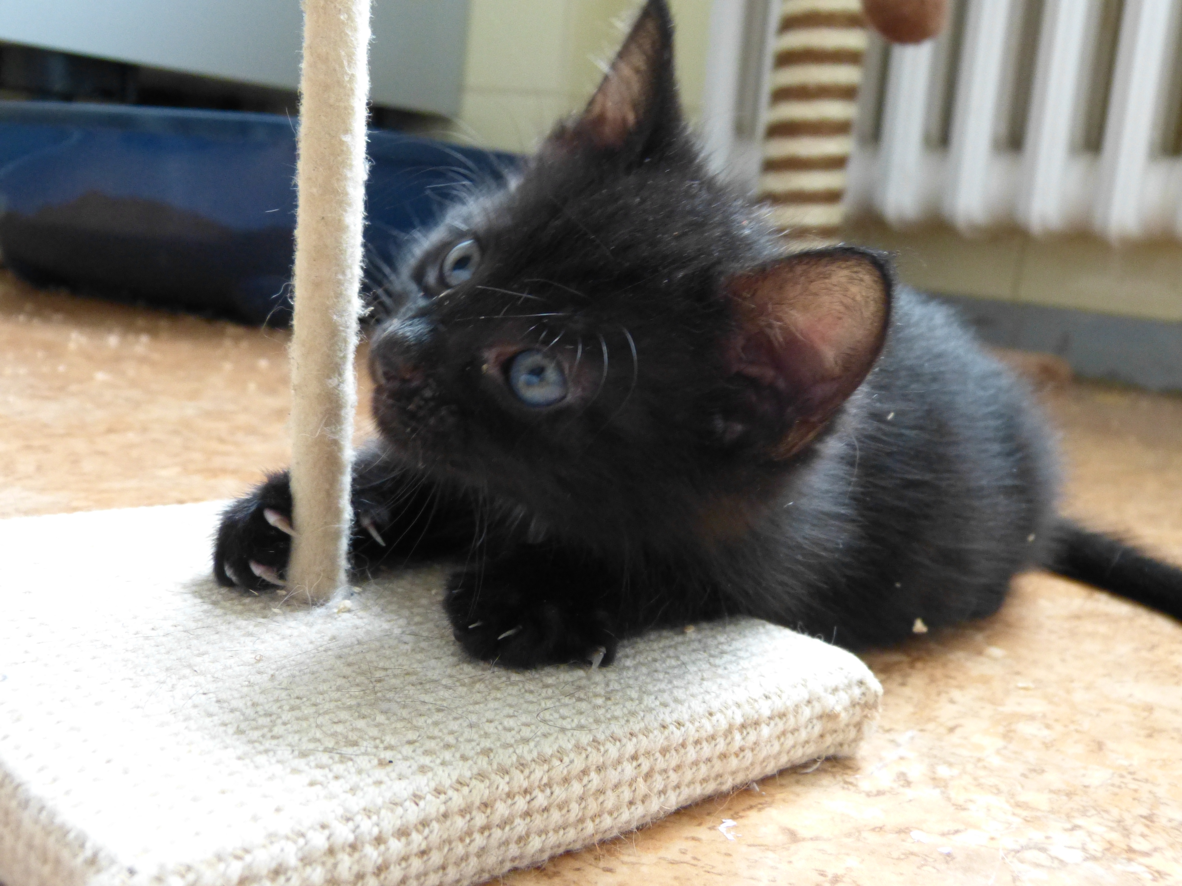 -vermittelt- Apple und Mara – Drei Flaschenkätzchen suchen ab Ende Juli ihre Familie