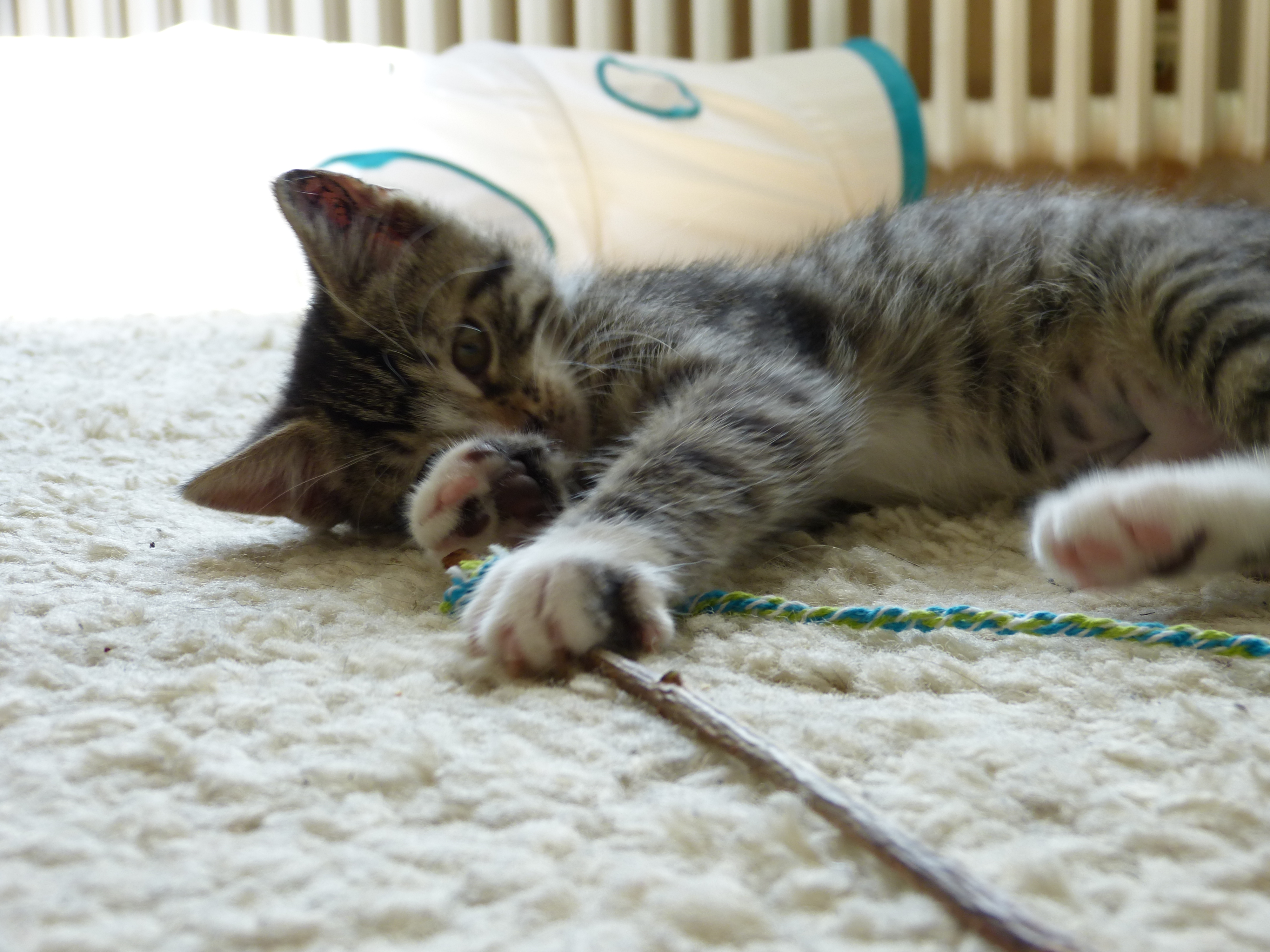 -vermittelt- Flaschenkätzchen Peanut (geb. 04/15) – kleines verschmustes Katzenmädchen sucht