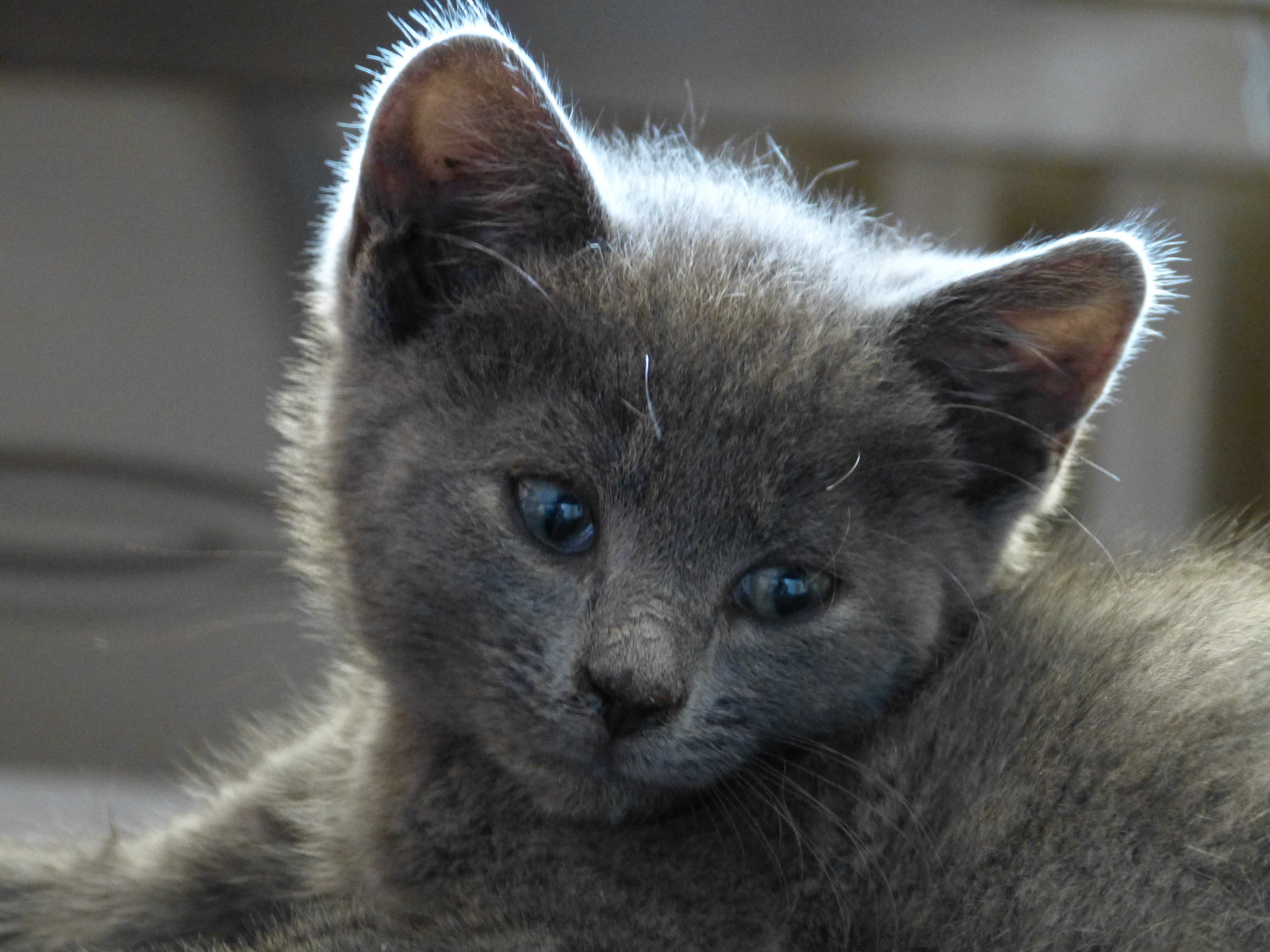 -vermittelt- Liam und Legolas (geb. 06/15) – zwei besondere Kätzchen suchen