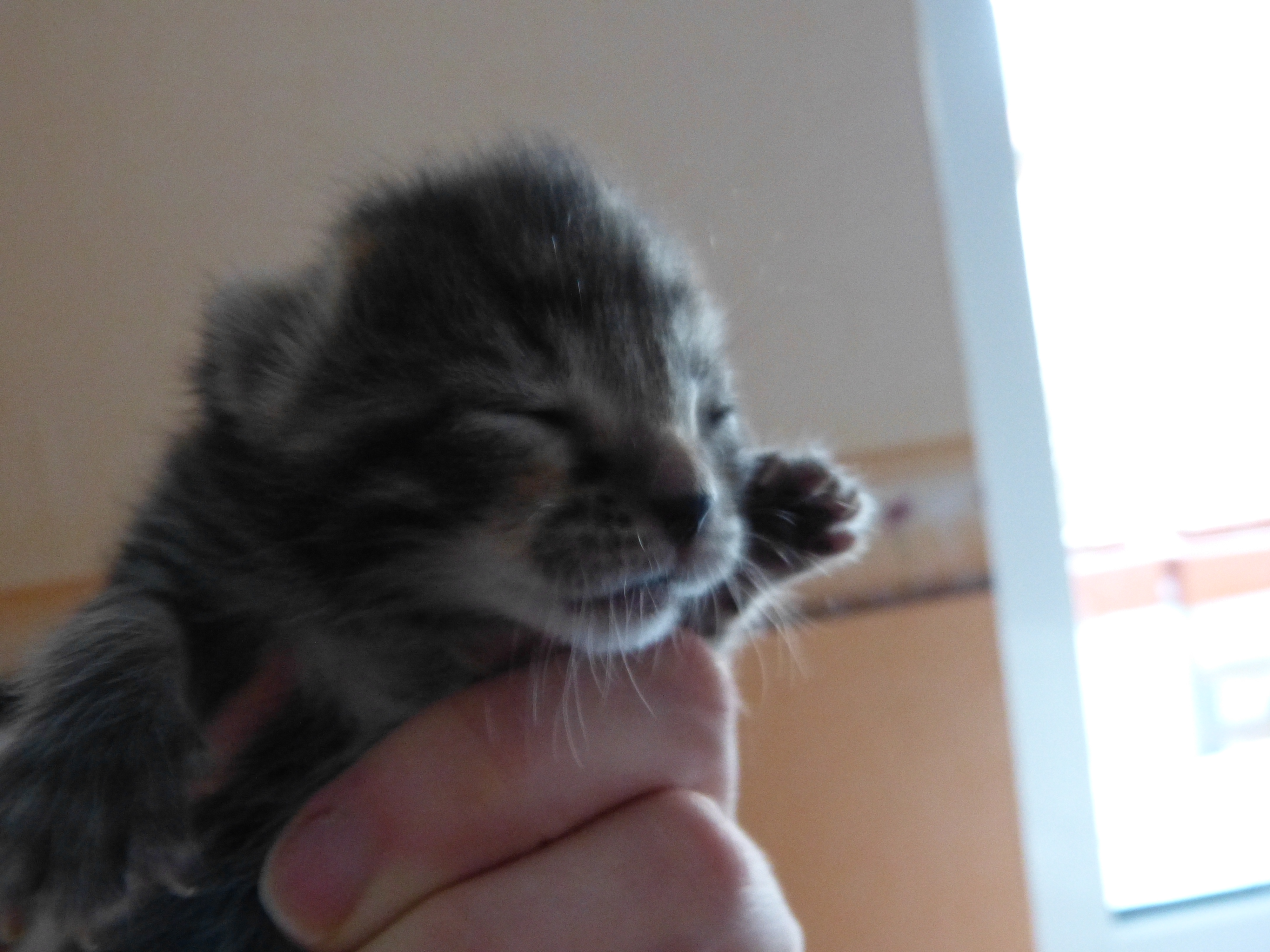 Die „Kittensaison“ beginnt :( , Hilfe benötigt