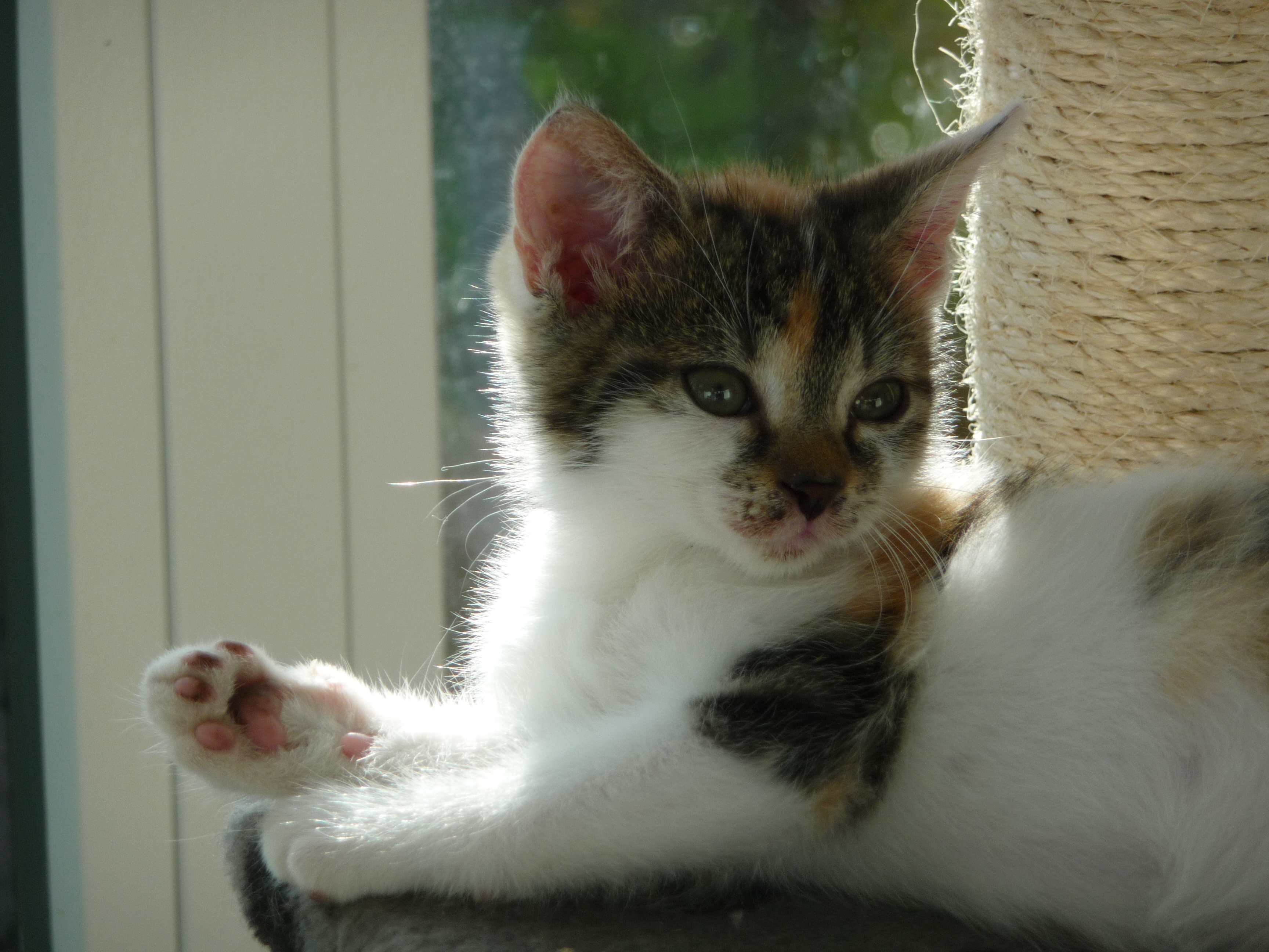 -vermittelt- Glückskätzchen Peppermint Patty (geb. 08/14) – Flaschenkätzchen sucht Familie