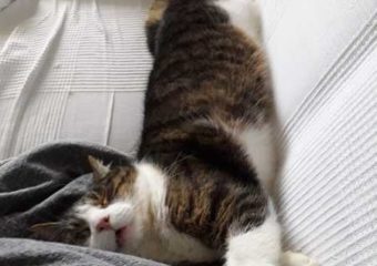 -vermittelt- Paul (ca. 2015 geboren), stattlicher, ruhiger Kater sucht bequemes Sofa