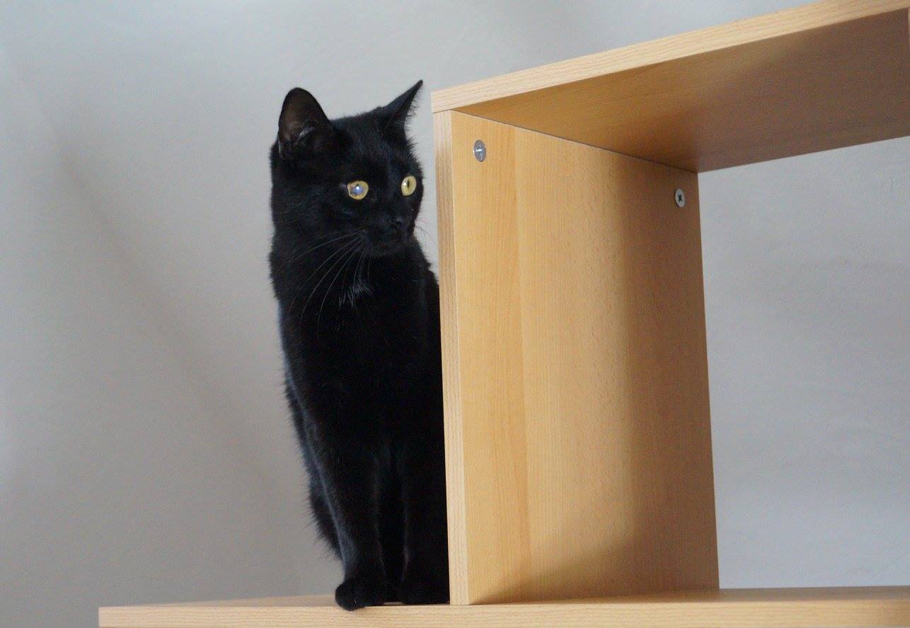 -vermittelt- Paulinchen (geb. 2012) – Schmusekatze sucht streichelfreudige Dosenöffner