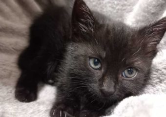 -vermittelt- Pearl (*geb. 04/23) sucht ihr Traumzuhause