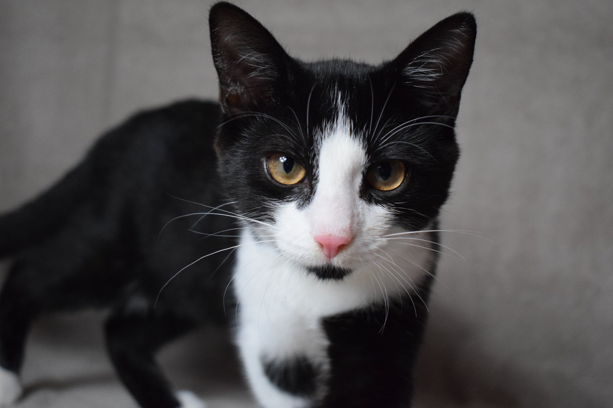 -vermittelt- Peggy und Lulu (geb. April 2019) – zwei Sonnenscheinchen auf der Suche nach ihrem Zuhause, auch getrennt