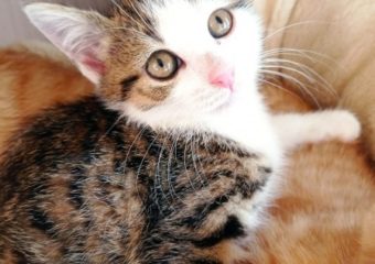 -vermittelt- Pepino geb.15.05.22, verspielter kleiner Schmusebär sucht ein Zuhause