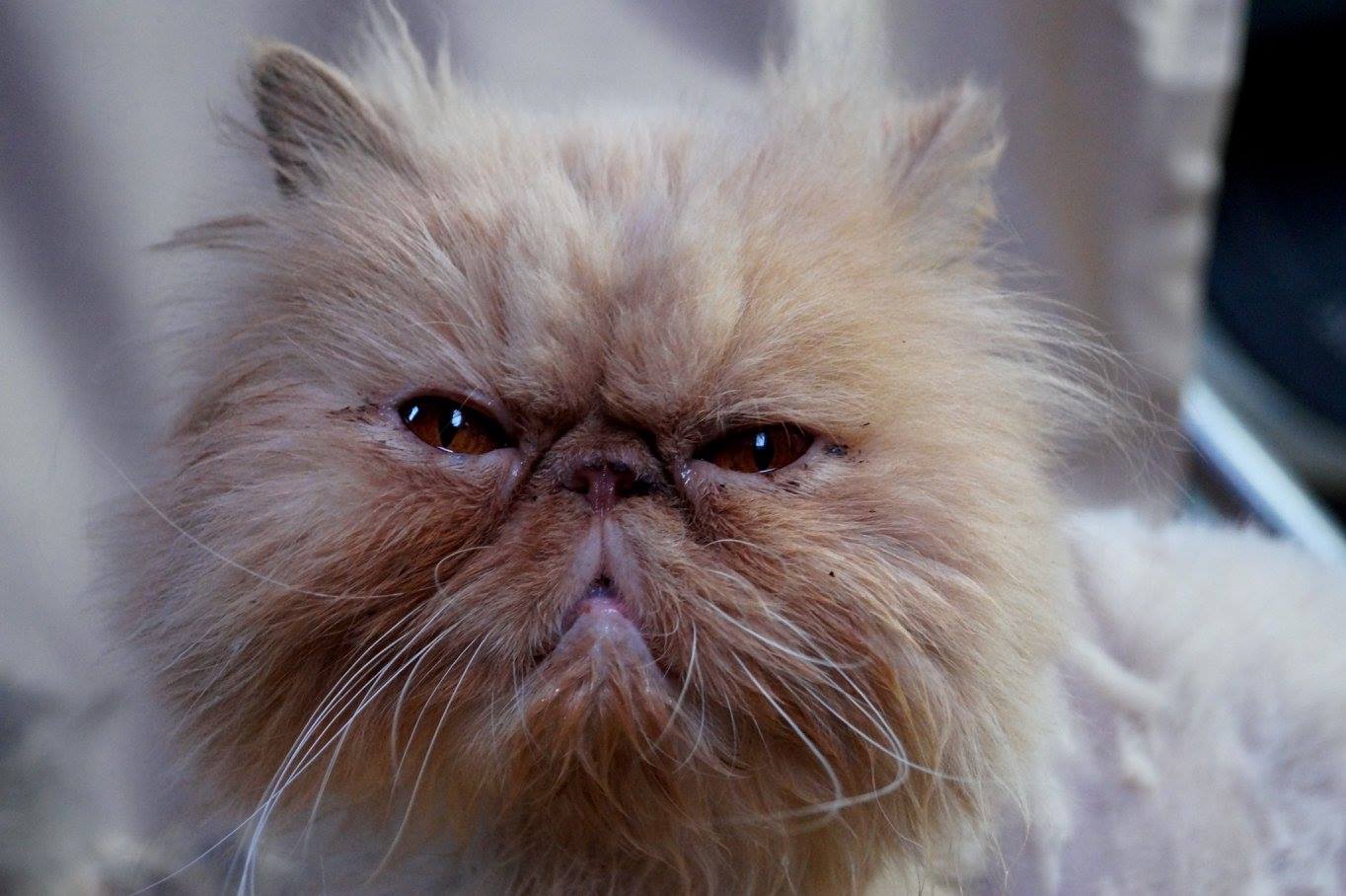 -vermittelt- reinrassiger Perserkater Percy (geb. 2006) – aufgeschlossener Kater sucht Familie