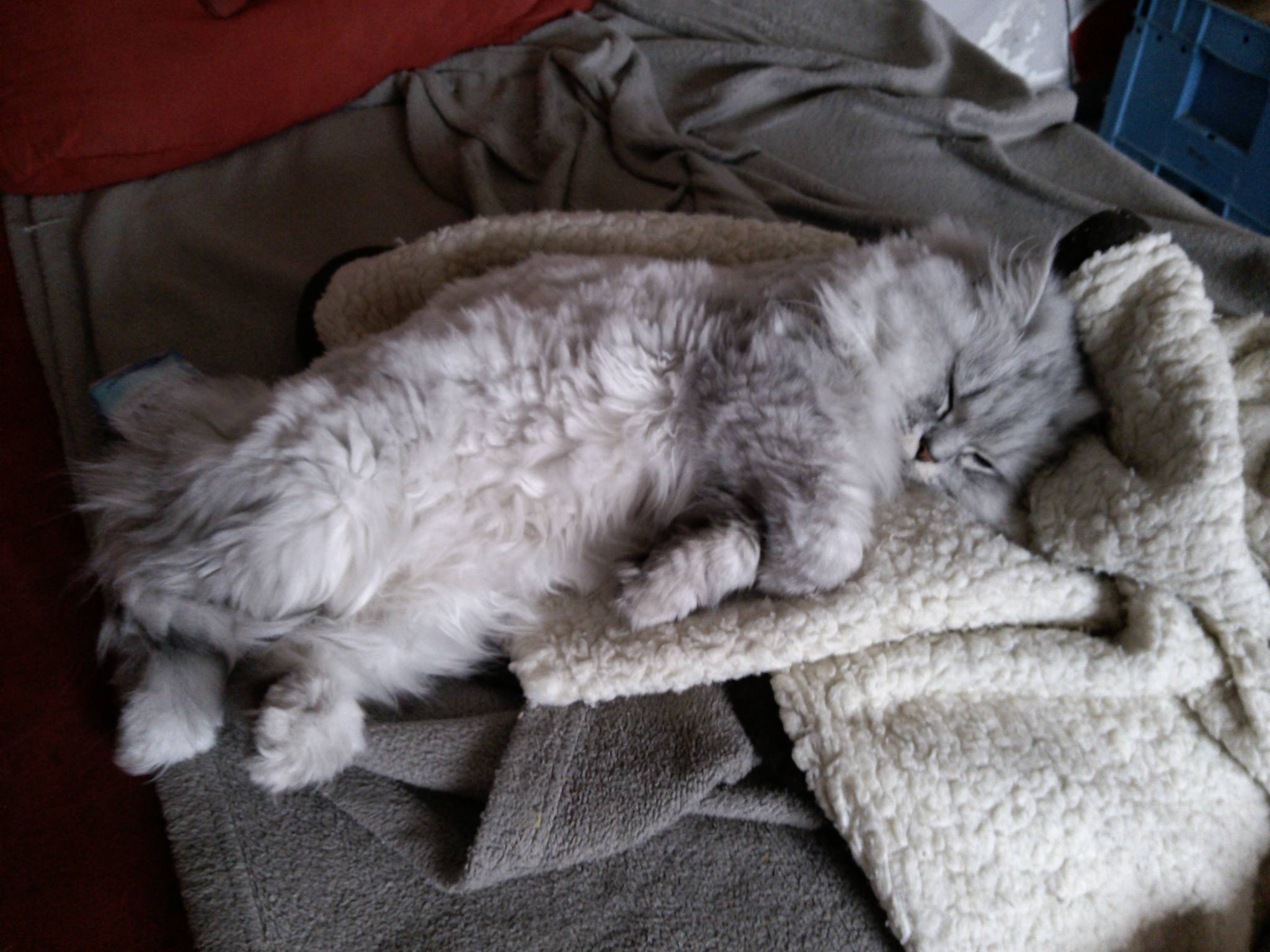 -vermittelt- Shakira (geb. 2011) und Fine (geb. 2012) – wunderschöne hundeverträgliche Persermädels suchen