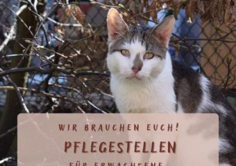 Dringend Pflegestellen für erwachsene Freigängerkatzen gesucht