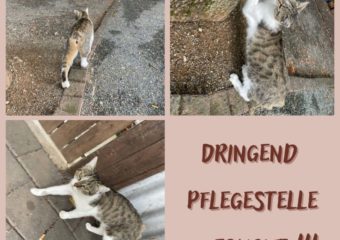Pflegestelle für junge zahme Katze gesucht