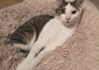 -vermittelt- Phoebe (geb. 04/23) – Kleiner Wirbelwind möchte Dein Herz im Sturm erobern