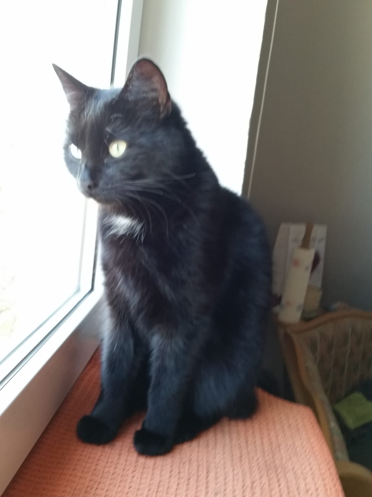 Schwarze Katze in 97464 Niederwerrn entlaufen