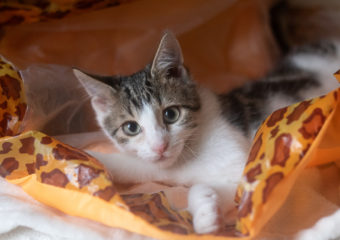 -vermittelt- Quincy (*08/2023) – Kleiner, redseliger Charmeur sucht Für-immer-Zuhause